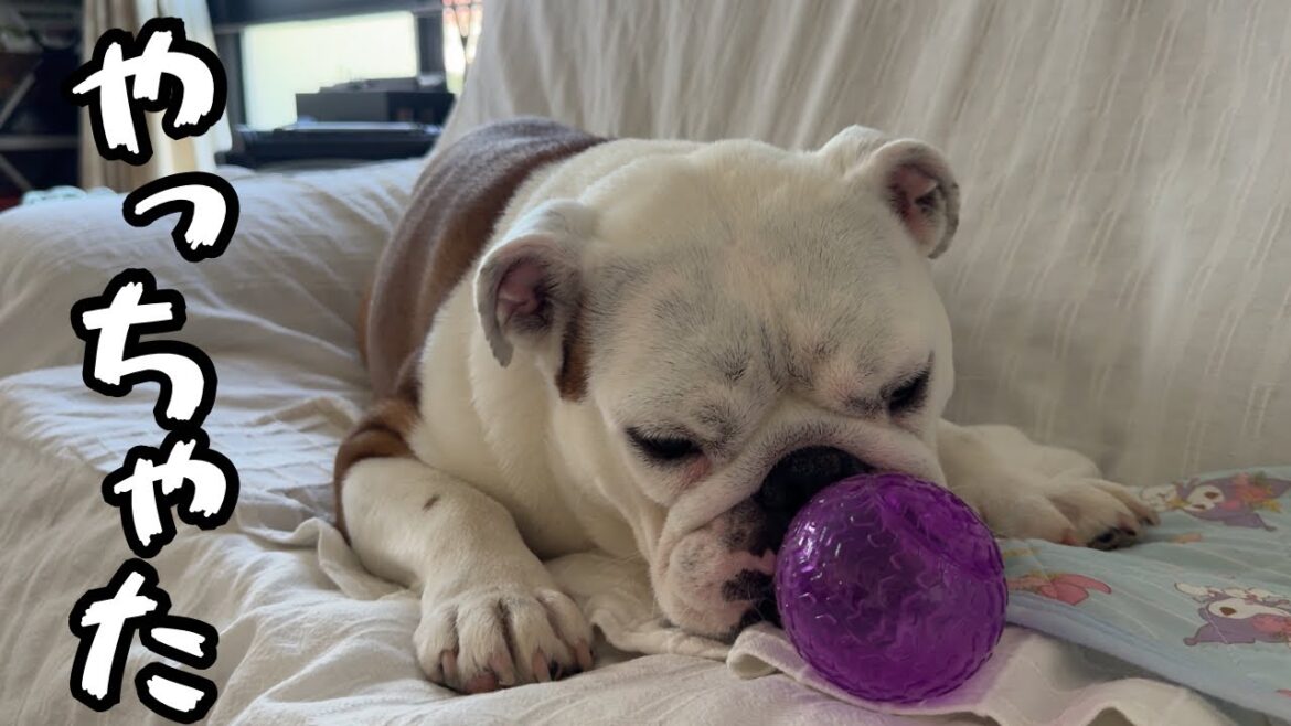 遊びに夢中で、実家でもやらかし反省するブルドッグのまるこ 遊びに夢中で、実家でもやらかし反省するブルドッグのまるこ