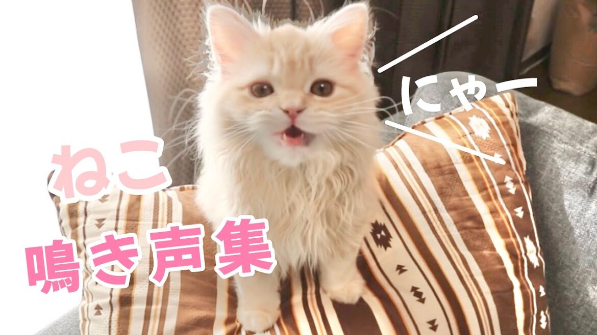 もふもふ子猫の可愛い鳴き声集♪ 【スコティッシュフォールド】