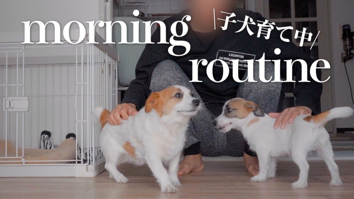 【アテレコ】子犬育てを頑張る兄犬のモーニングルーティン/ジャックラッセルテリア