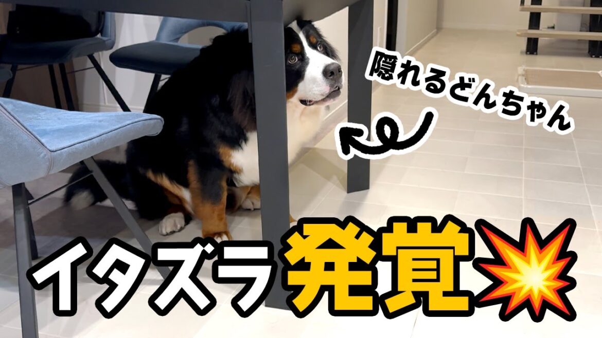 0歳11ヶ月大きなパピー！イタズラ発覚でテーブルの下に隠れる【バーニーズ】