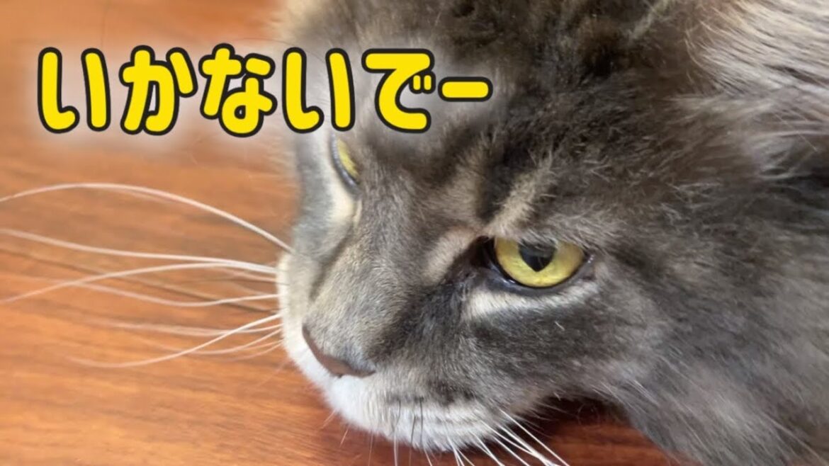 アリスさんの日常【メインクーン】仕事に行かないでと必死で止める猫が可愛すぎる