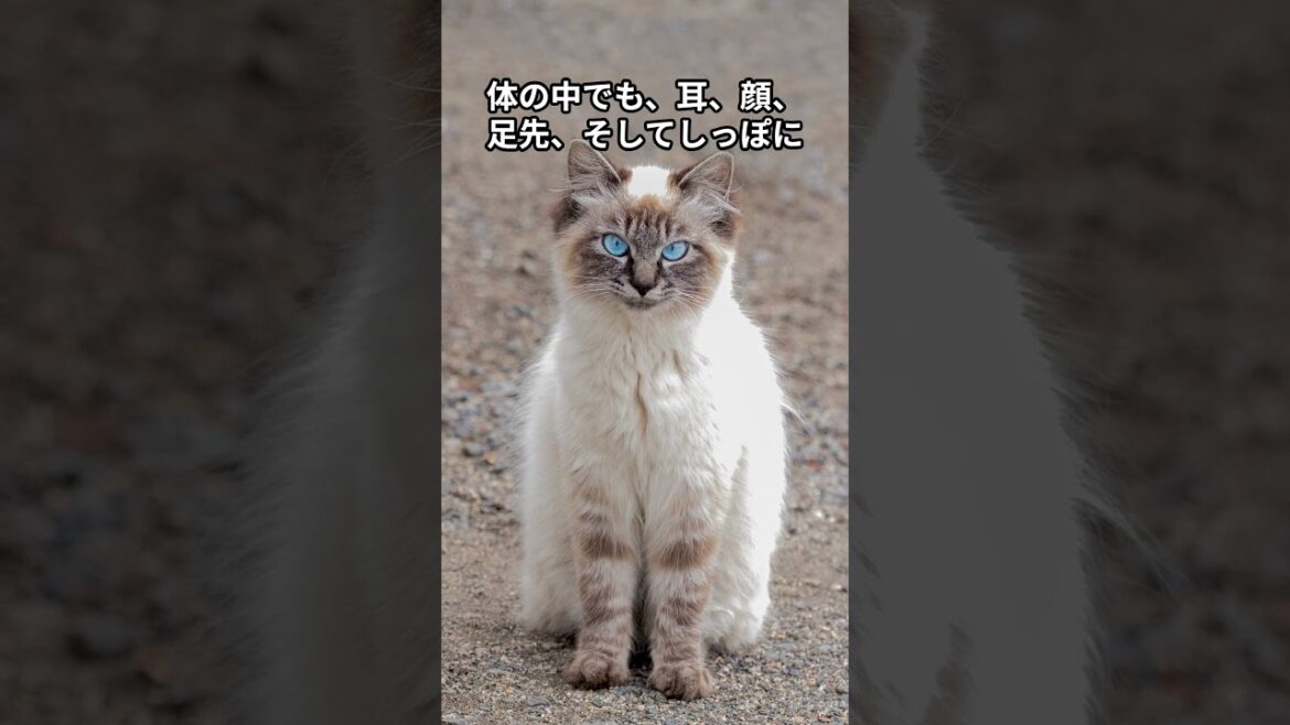 ヒマラヤン猫の特徴的な被毛の色は、何と呼ばれますか？