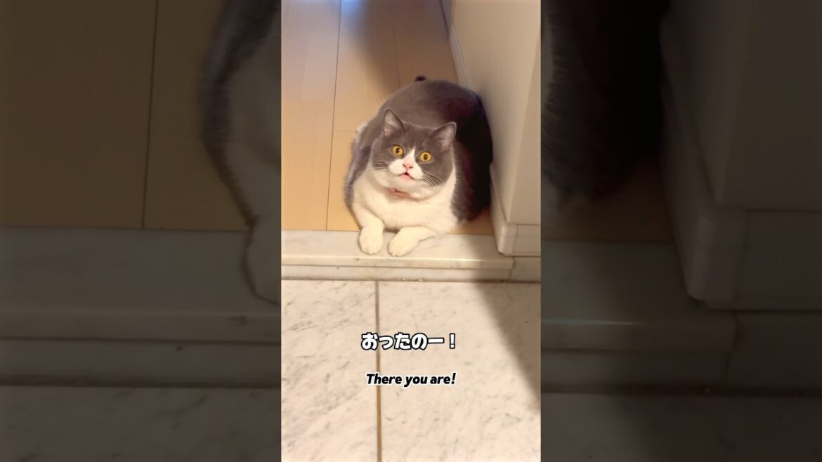 まるちゃんおったのー！【お出迎えニャンコ463日目】#猫 #お出迎え #ブリティッシュショートヘアー #お出迎え猫#お出迎えニャンコ #まるちゃん