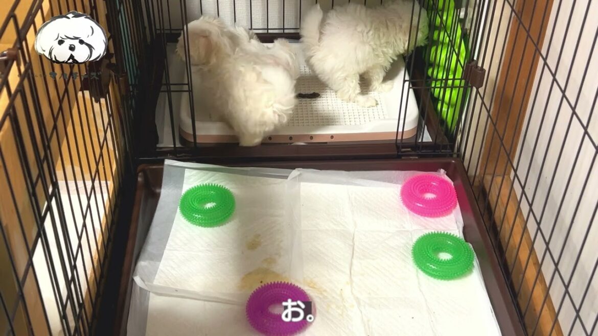 【大切なご報告】マルチーズの子犬が生まれました【生後7週間】 【大切なご報告】マルチーズの子犬が生まれました【生後7週間】