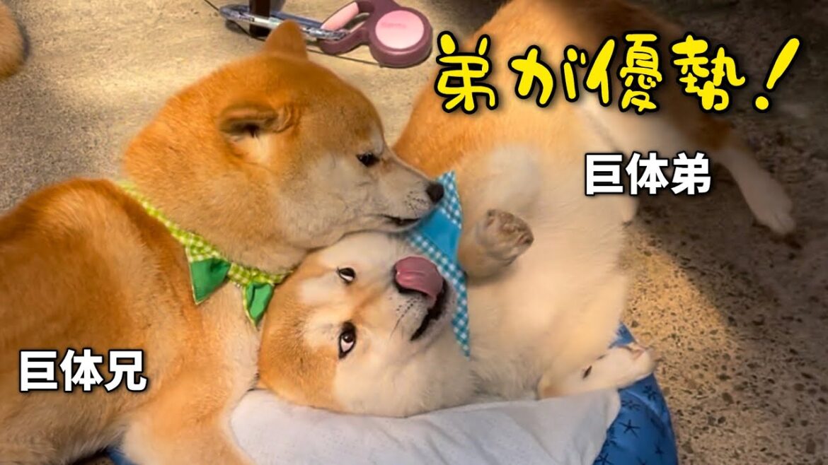 柴犬巨体兄弟のベッド争奪戦で初めて弟柴犬が優勢だったんですが、その後。。。