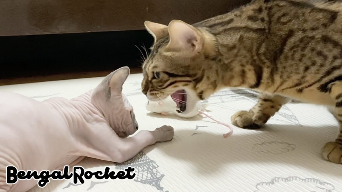 顔面ぎりぎりシャー‼︎するヒョウ柄猫は迫力があります【ベンガル/スフィンクス猫】
