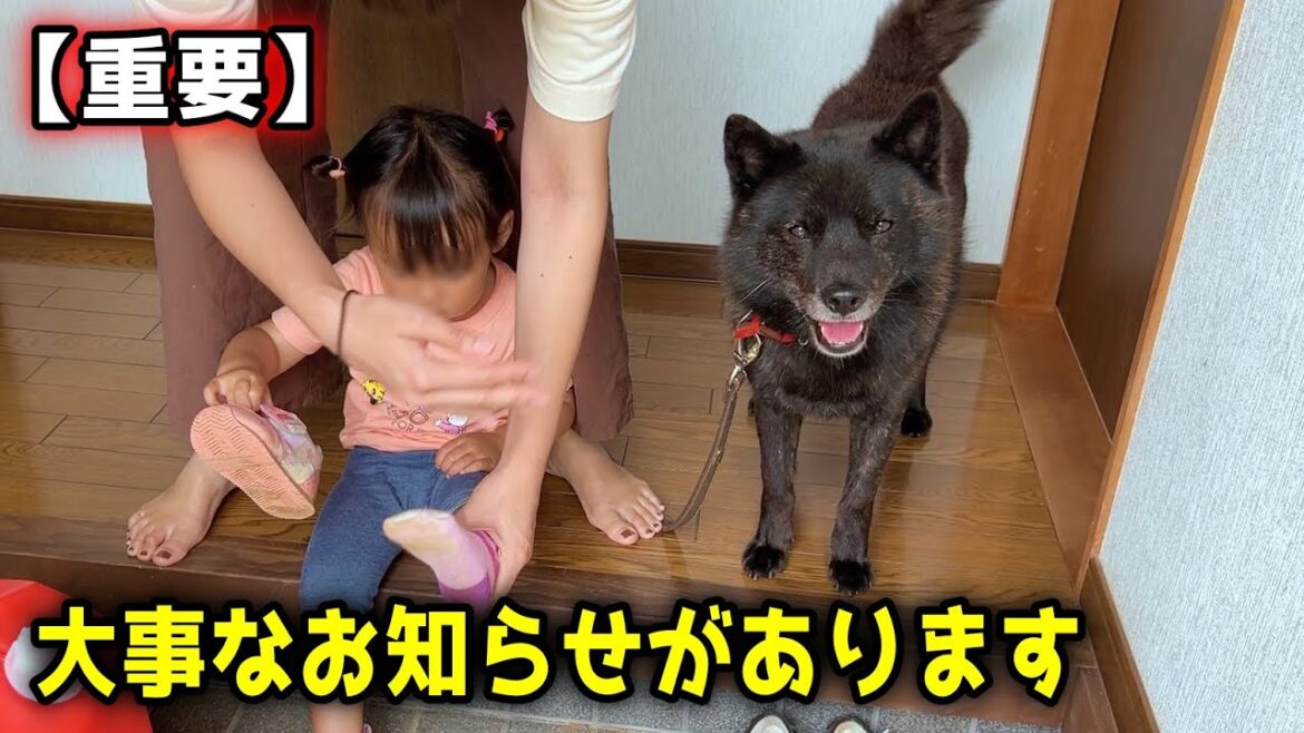 【重要】大事なお知らせがあります【甲斐犬一休と猫のしずく】 【重要】大事なお知らせがあります【甲斐犬一休と猫のしずく】