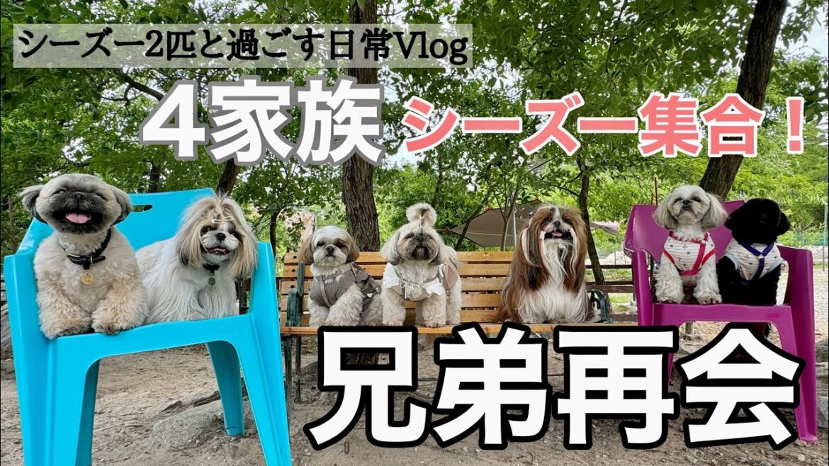 [シーズー多頭飼い]らいくんひまちゃんの兄弟集合！
