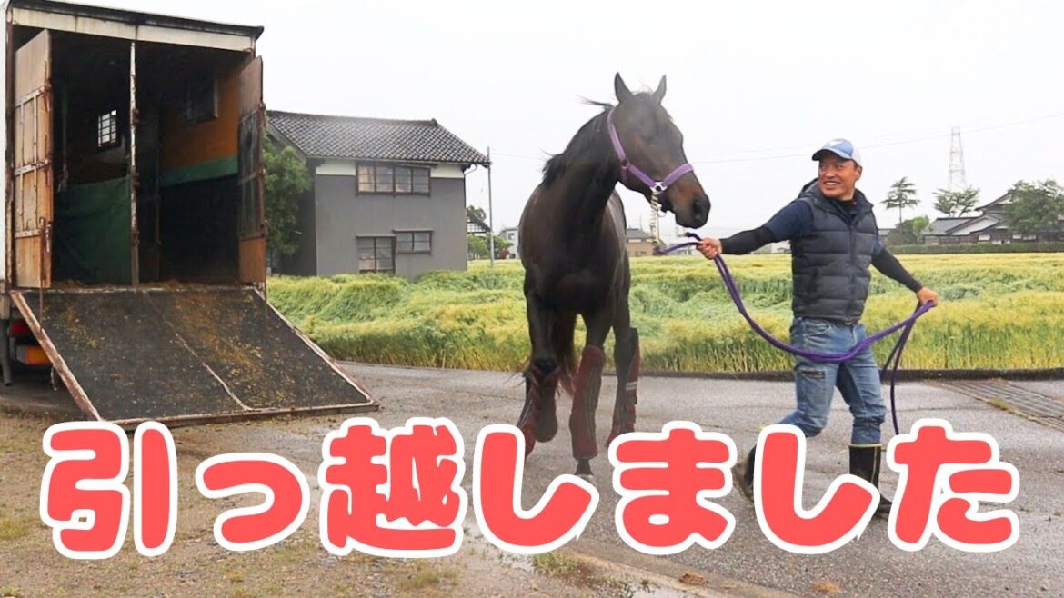 引っ越しました!/馬輸送Vlog 引っ越しました!/馬輸送Vlog