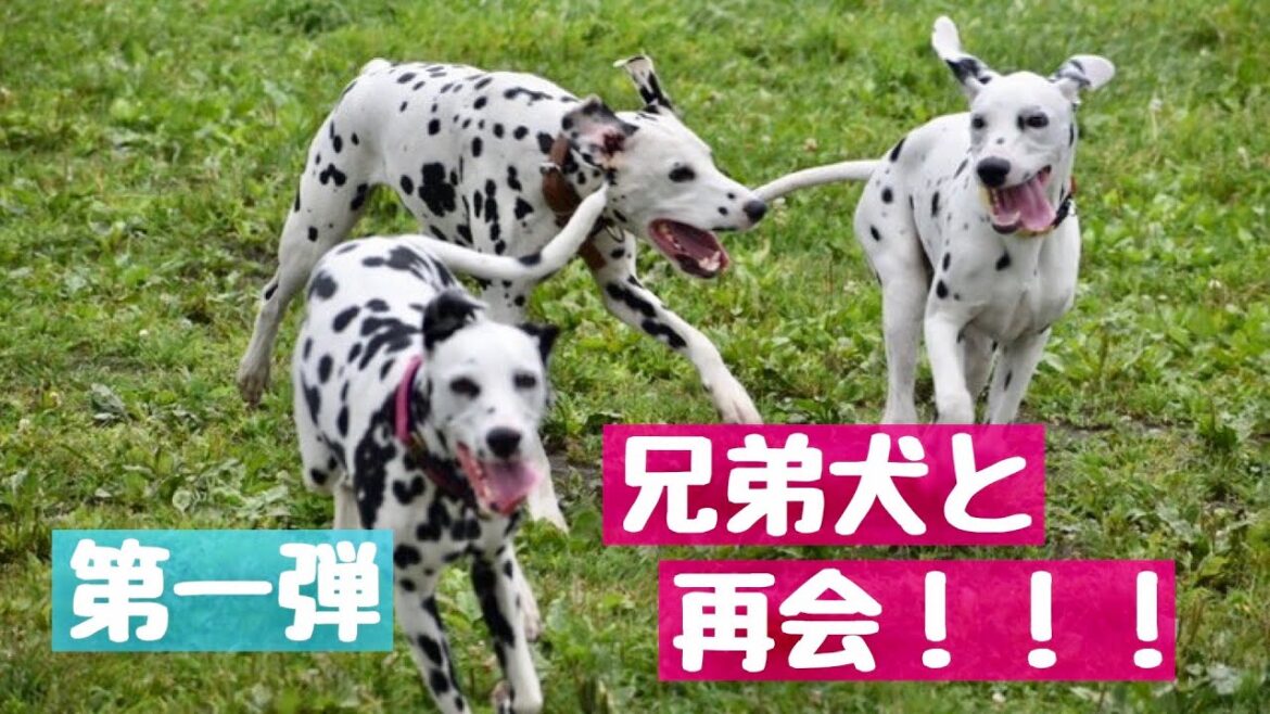 【子犬】子犬と北海道函館のダルメシアン兄弟犬に会いに行きました。#ダルメシアン#子犬#北海道