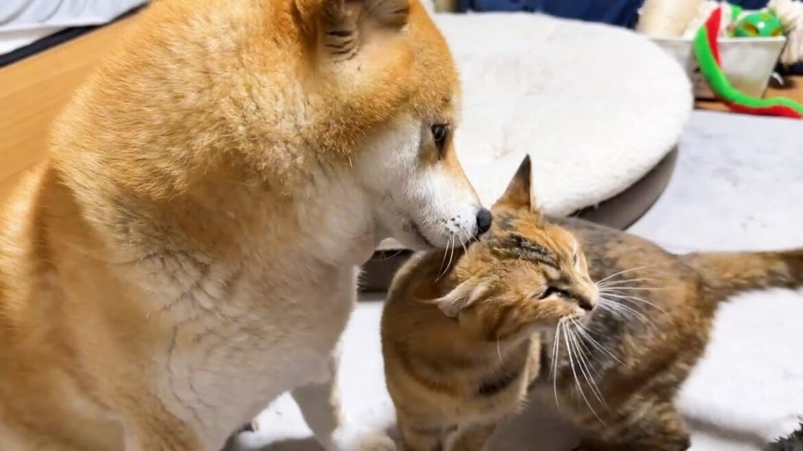 柴犬のしたいこと子ども猫のしたいことの攻防が可愛すぎました 柴犬のしたいこと子ども猫のしたいことの攻防が可愛すぎました