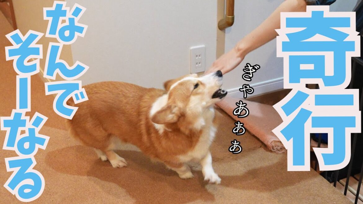 大好きな長男とお別れする時はなぜかこうなるコーギー犬