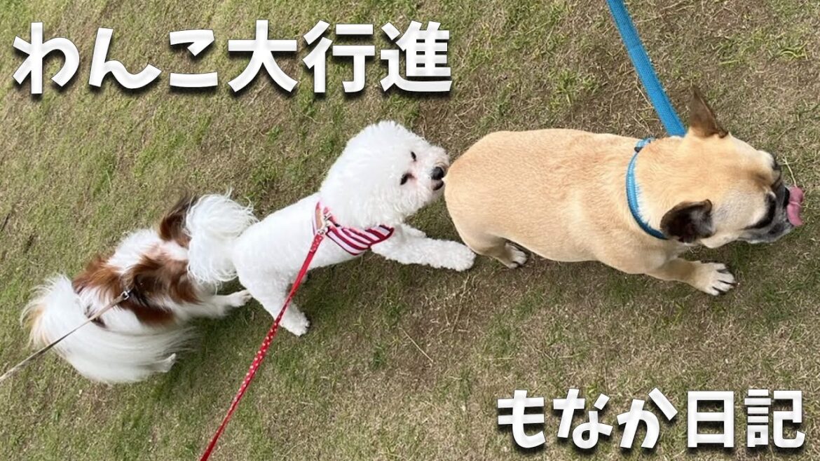 パピヨン、フレブルとビジョンフリーゼと一緒に大行進♪ #papillon  #パピヨン