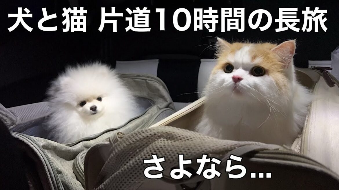 猫と犬を連れて、ド田舎の実家に帰ることになりました。ドキドキ片道10時間の長旅 猫と犬を連れて、ド田舎の実家に帰ることになりました。ドキドキ片道10時間の長旅