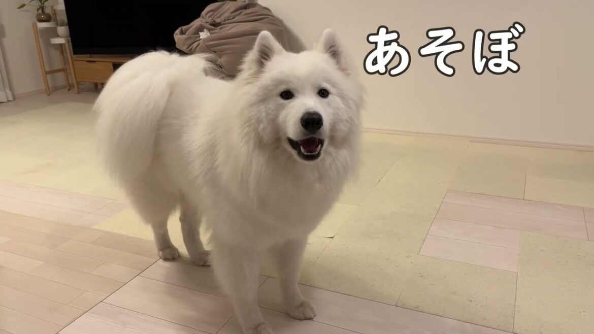 サモエドさんとの会話が成立している気がして、ムンしゃんを幸せにしたくなる。