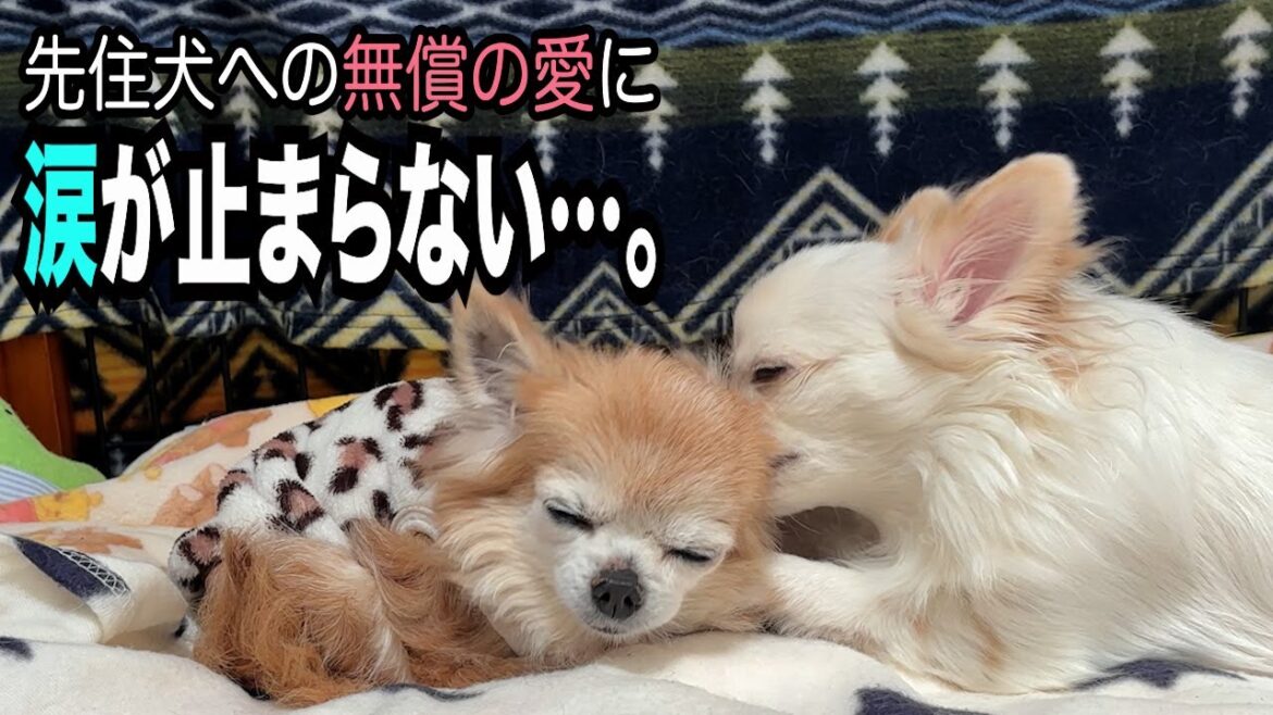 【16歳先住犬への4歳チワワの無償の愛に涙が止まらない】