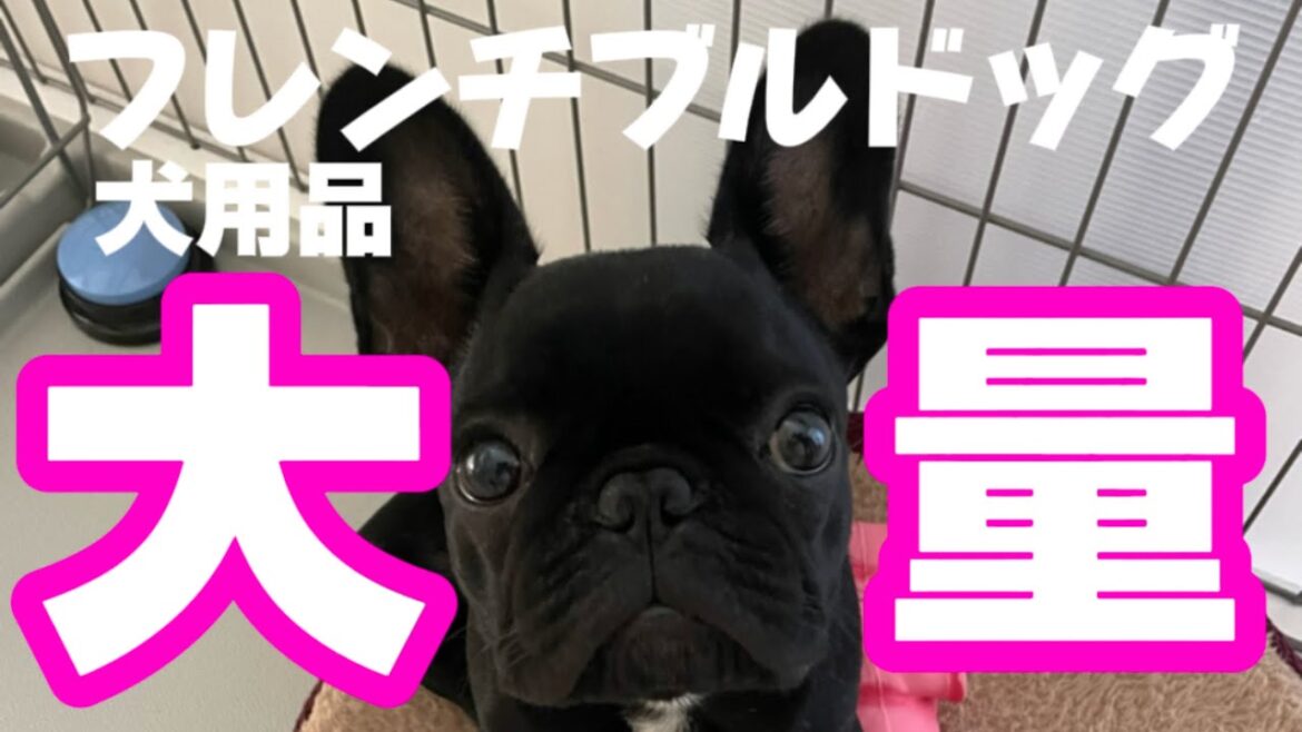【フレンチブルドッグ】犬と暮らすために必要な消耗品大量！！