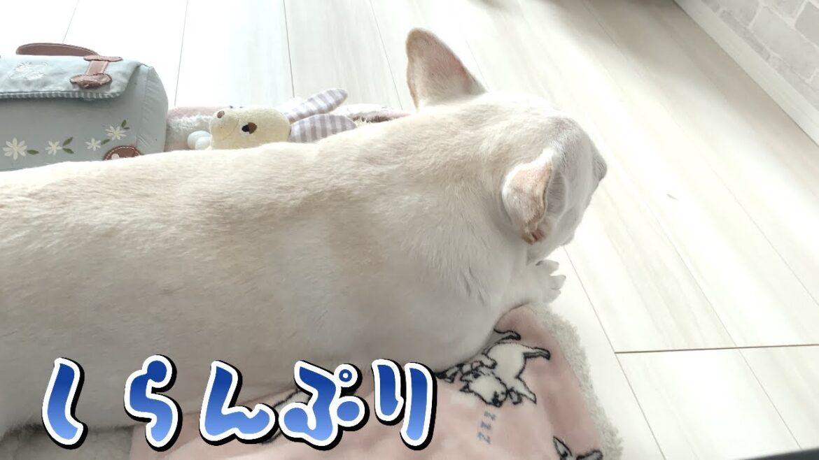 足舐め注意したら…【フレンチブルドッグ frenchbulldog】