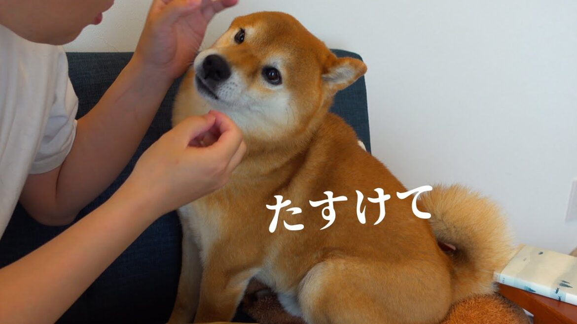 パパ助けて！柴犬兄が妹を怖がり意外な一コマに。