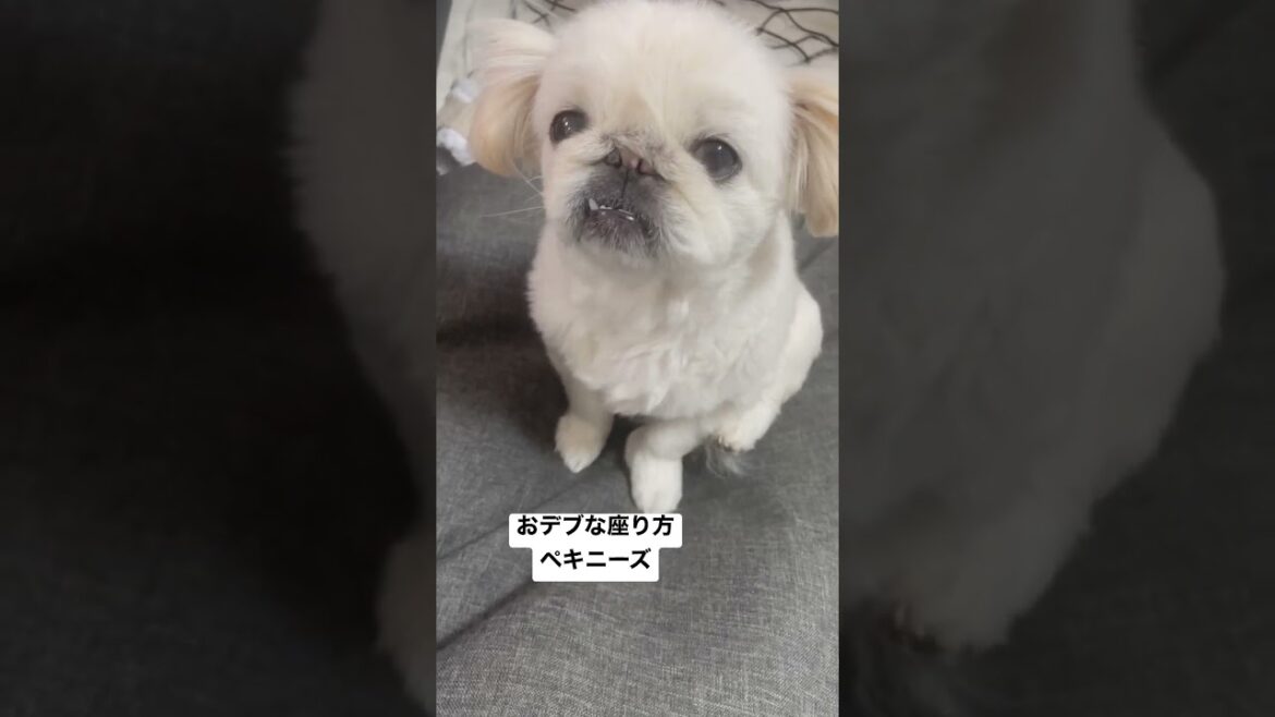 おデブな座り方ペキニーズ