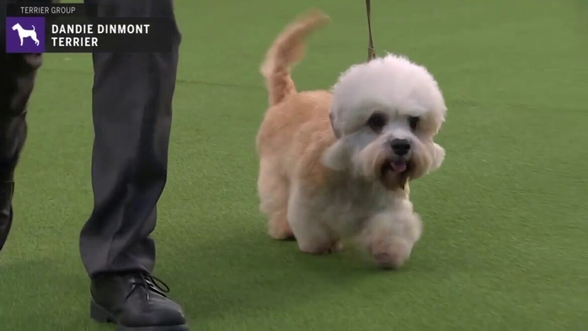 Dandie Dinmont Terriers | Breed Judging 2020