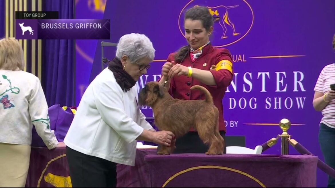Brussels Griffons | Breed Judging 2023