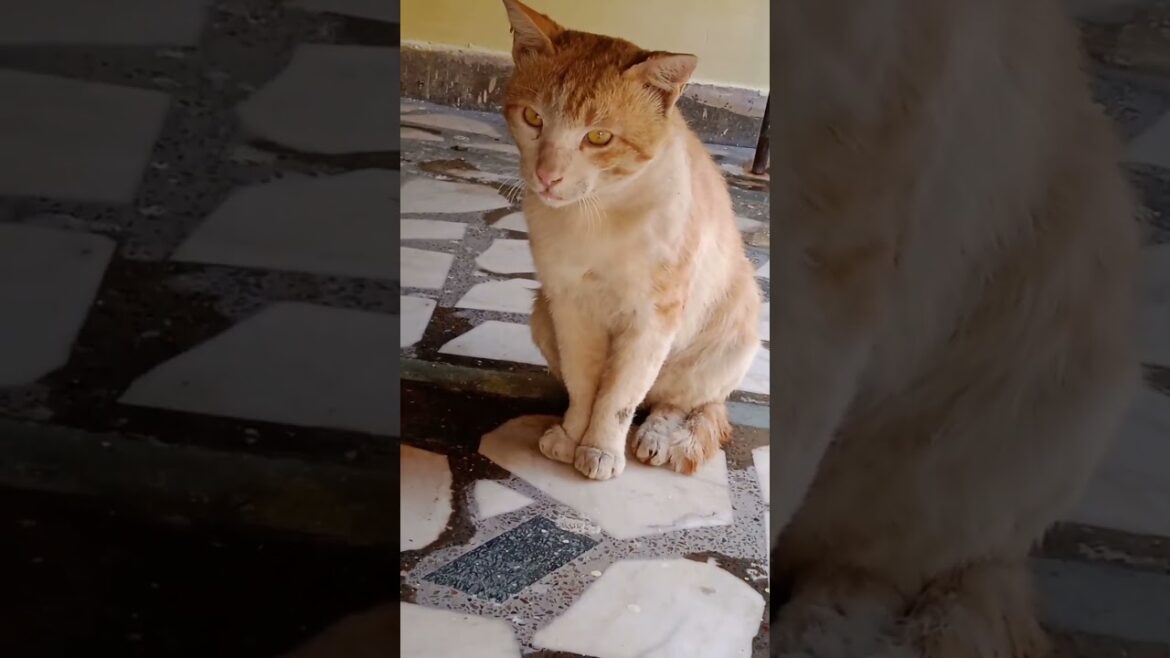 Dilawara #browncat #cutelover #short