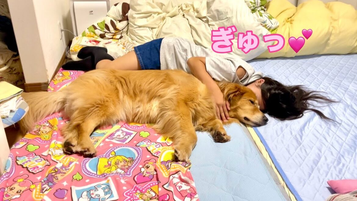 親に隠れて密かにイチャラブ🩷する2人【ゴールデンレトリバーとミニチュアダックスフンド】 親に隠れて密かにイチャラブ🩷する2人【ゴールデンレトリバーとミニチュアダックスフンド】