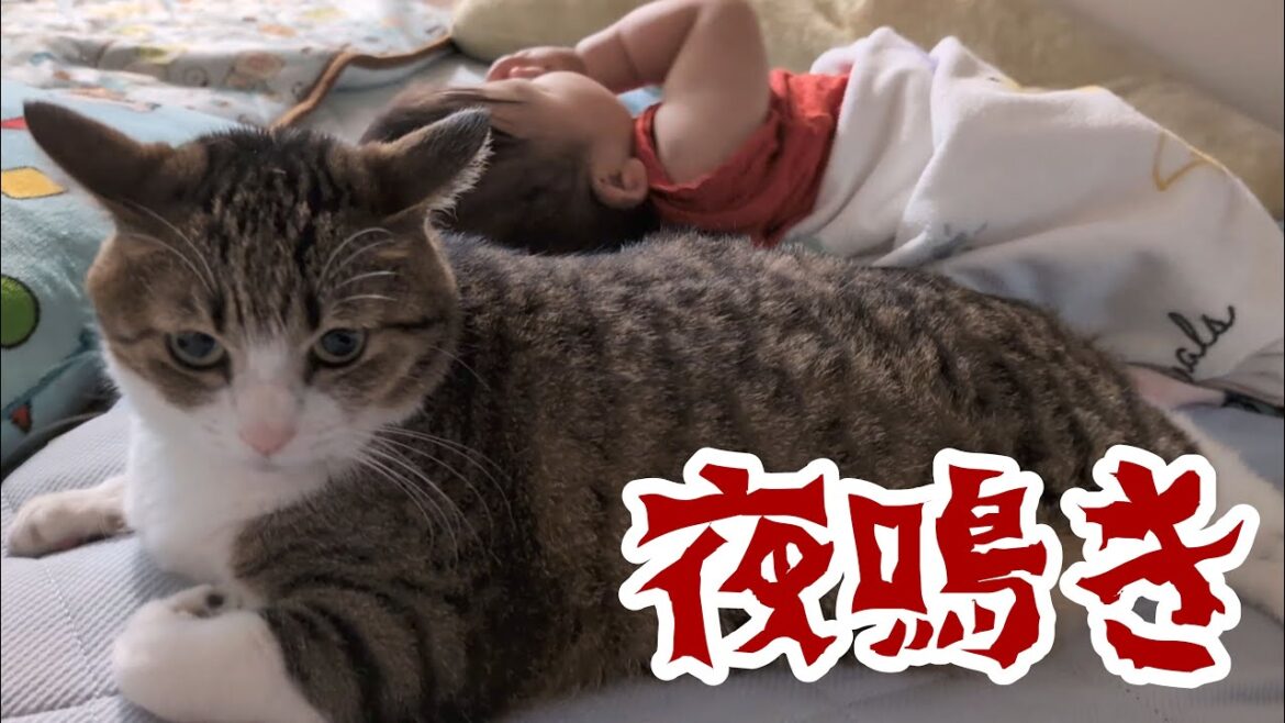 【夜鳴き】猫の体内時計が正確すぎて困っています。vol.1095 【夜鳴き】猫の体内時計が正確すぎて困っています。vol.1095