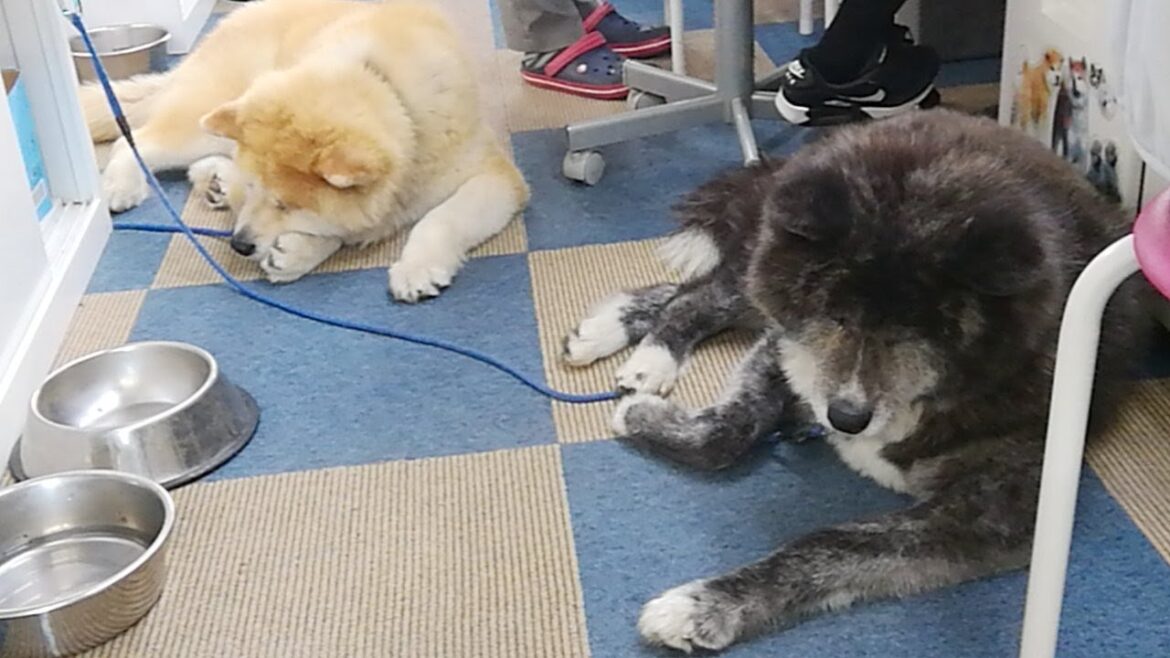 秋田犬会館配信！