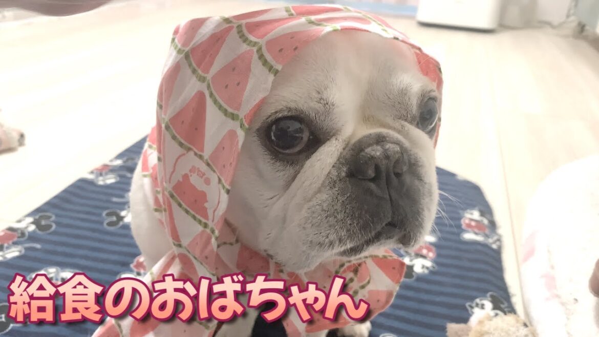 つまみ食いしちゃうおばちゃん【フレンチブルドッグ frenchbulldog】