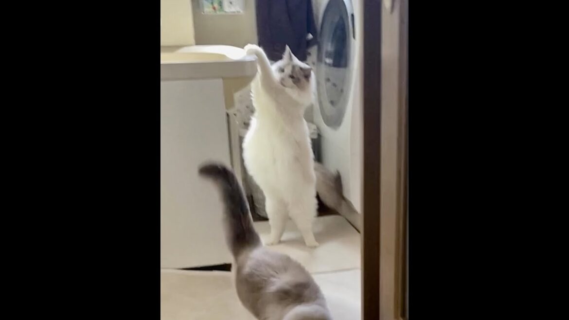 世界一重い猫ラグドールキャットオス10ヶ月のお腹ブリブリ感が愛おし過ぎた