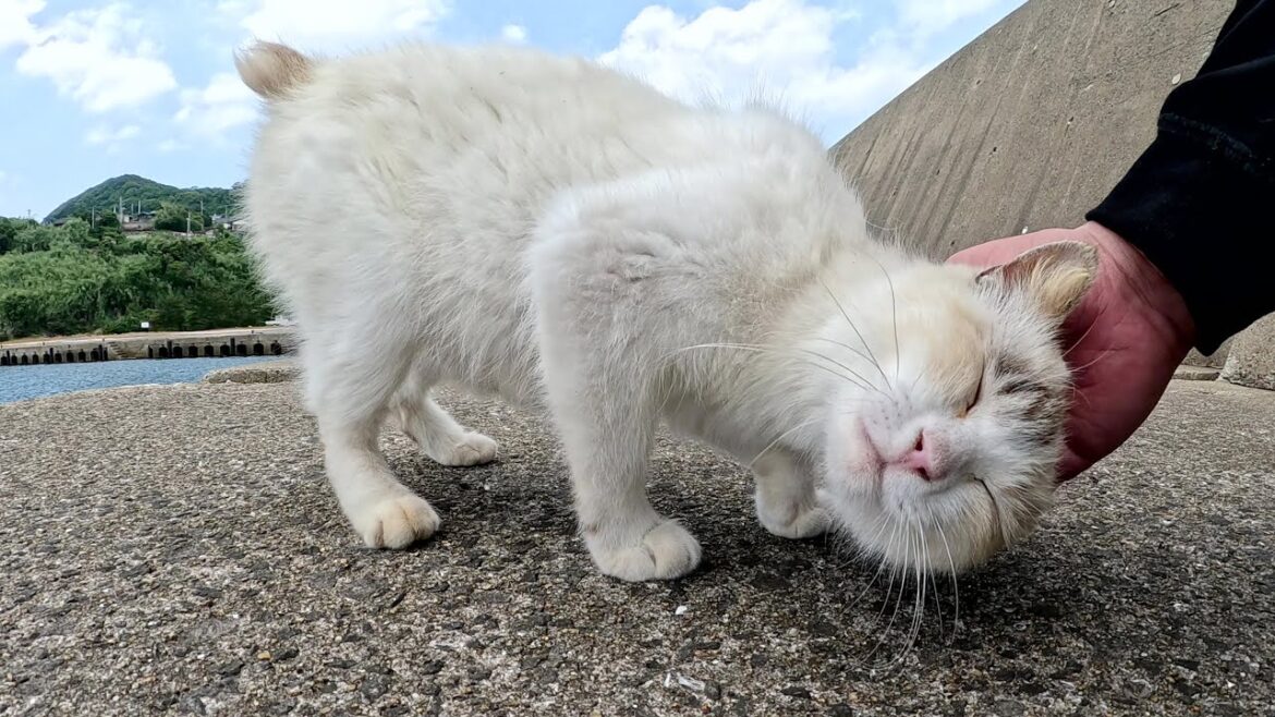 堤防の岸壁沿いをお散歩してたシャム猫を安全な場所に呼び寄せる