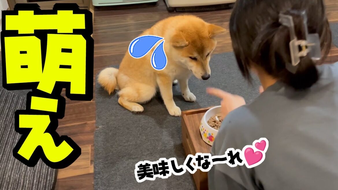娘が妹犬に初萌キュンしたら…柴犬姉妹の反応がこちらです
