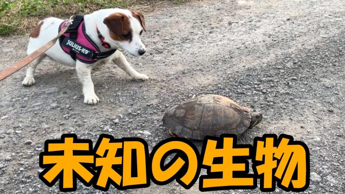 【おまえは何者だ！】見たことのない未知の生物に遭遇しビビり倒すジャックラッセルテリア