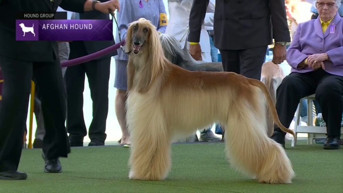 Afghan Hounds | Breed Judging 2023