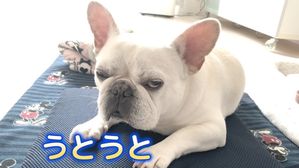 新・犬をダメにする枕【フレンチブルドッグ frenchbulldog】