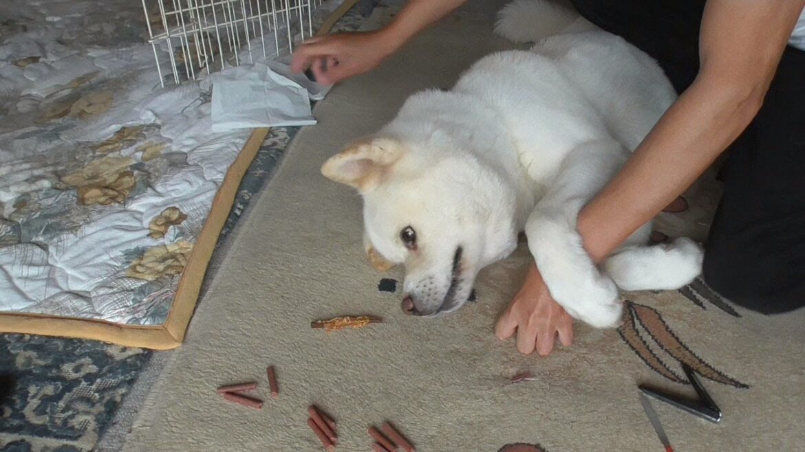 【秋田犬ゆうき】おやつを食べたいのに爪切りが始まってしまったのでおやつを食べながら爪を切る【akita dog】