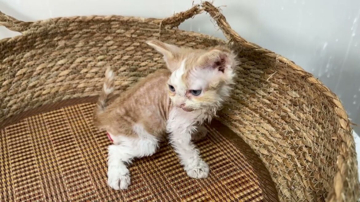 セルカークレックス(2024/3/28生まれ)2【撮影日:2024/5/13】 セルカークレックス(2024/3/28生まれ)2【撮影日:2024/5/13】