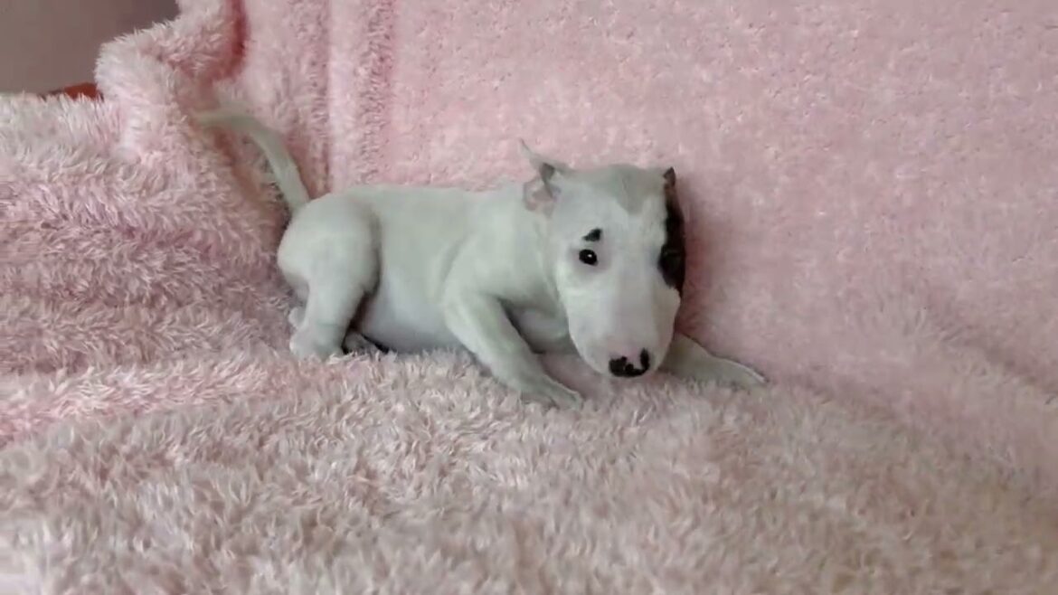 ミニチュアブルテリア