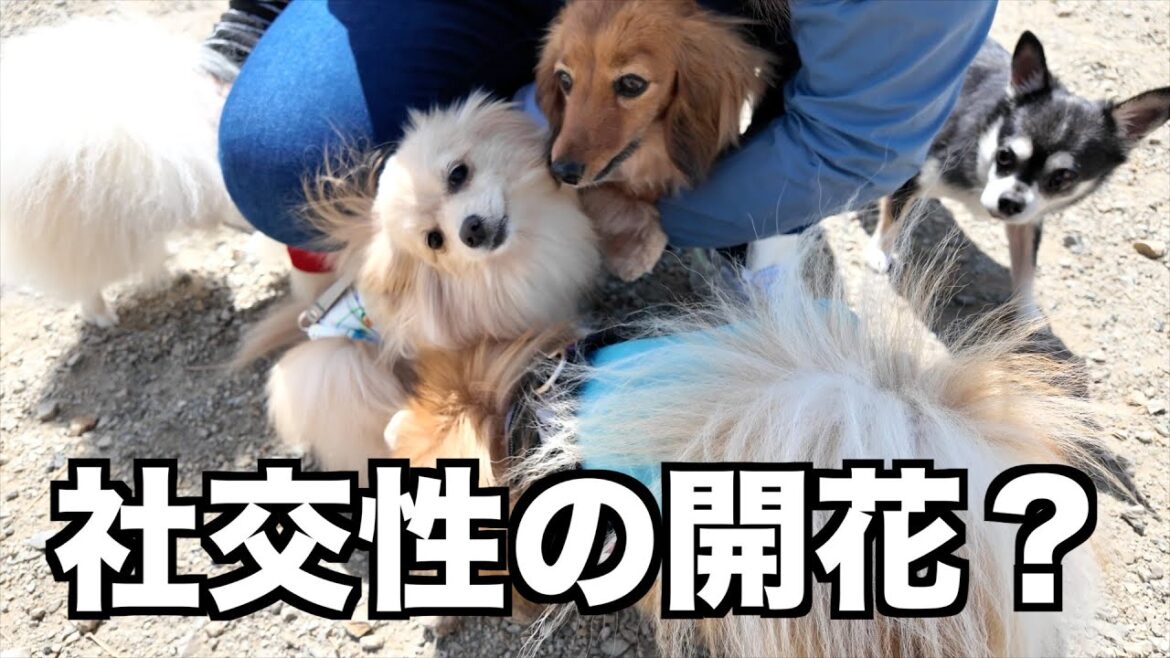 【ビビり犬】人も犬もたくさんいる場所で新たな一面を見せる愛犬【カニンヘンダックスえびすの日常】