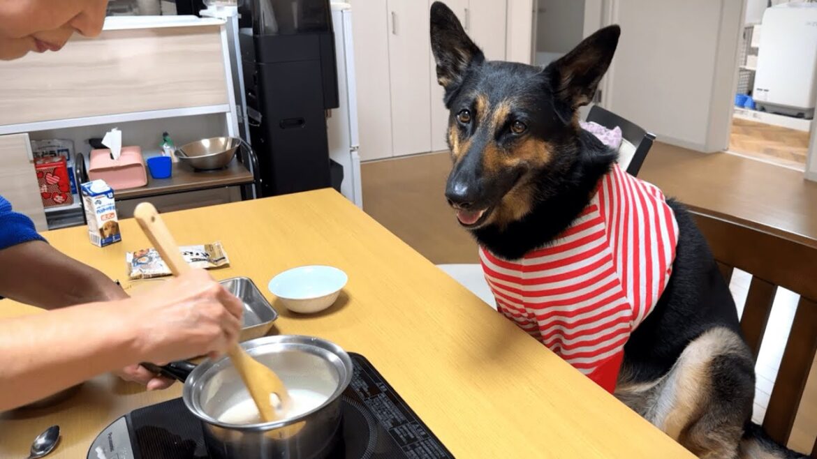 オババが愛犬に作ってくれたわらび餅が簡単でめちゃめちゃおいしい！