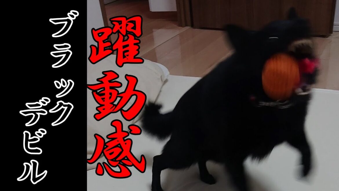 新しいおもちゃをあげたら見向きもされなかった【スキッパーキ クー】