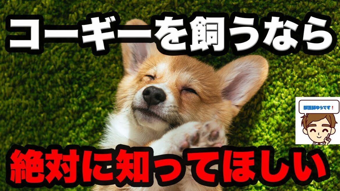 ウェルシュ・コーギーさんを飼う人に絶対に知ってほしいこと　〜出身、歴史、性格、寿命、医療費、なりやすい病気、早期発見法、予防法〜