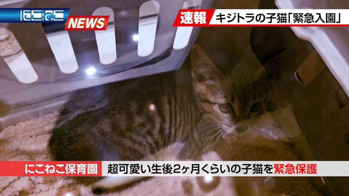 【にこねこ速報】キジトラの子猫が ご入園しました 【にこねこ速報】キジトラの子猫が ご入園しました
