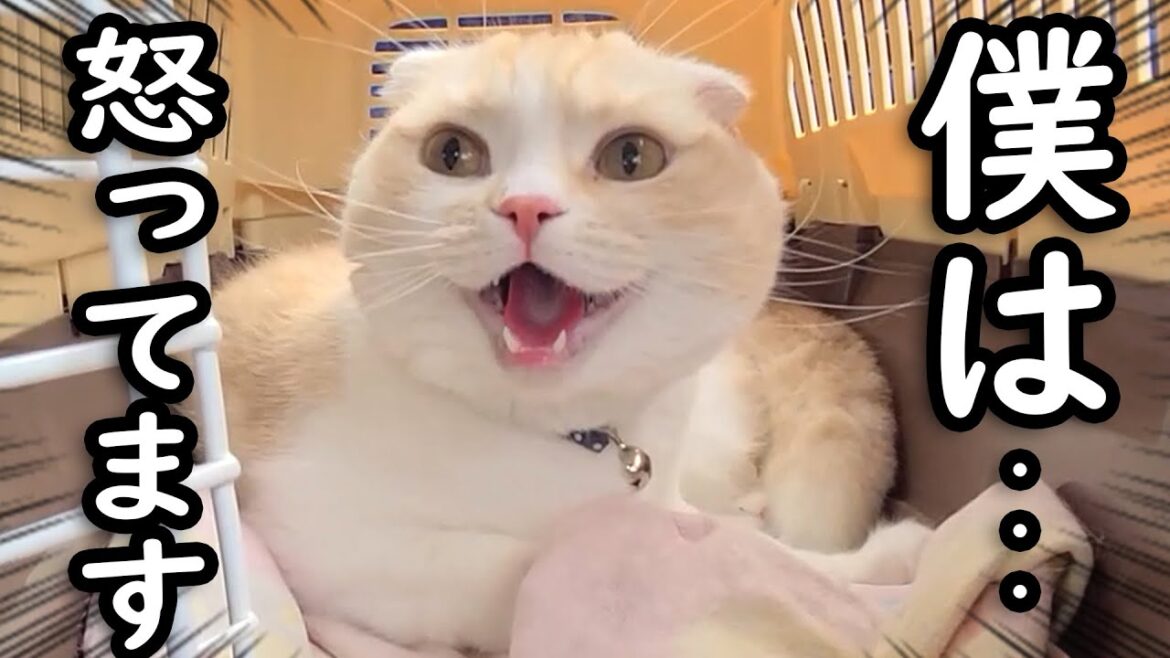 非常に怒ってます… 非常に怒ってます...