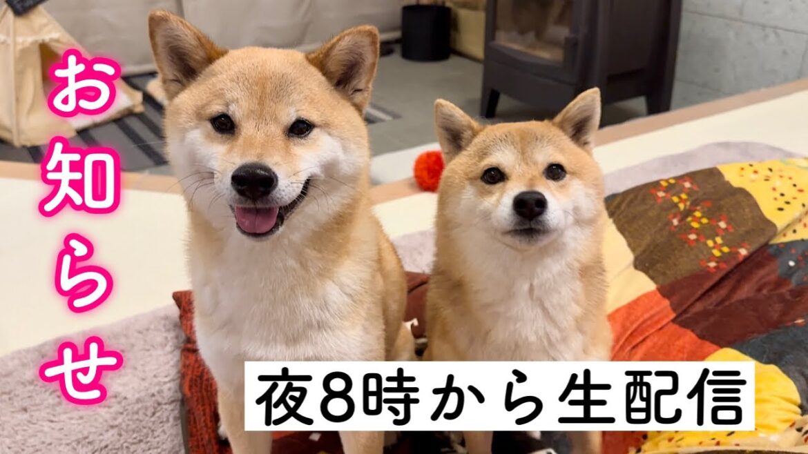 20時からお知らせライブ🐶✨