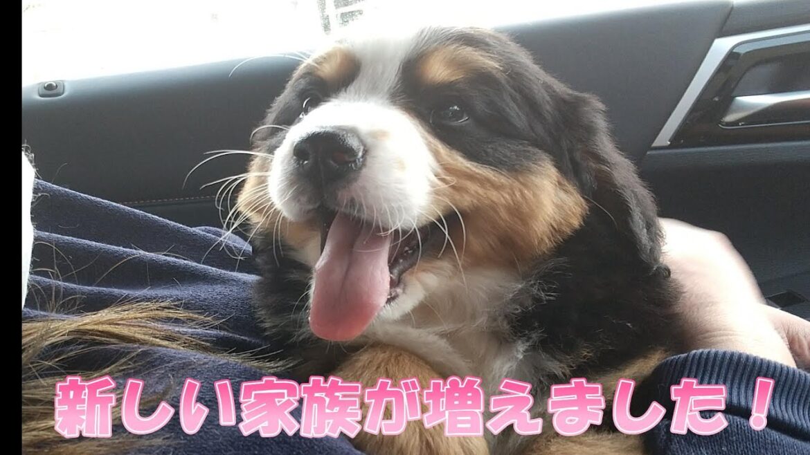 【子犬お迎え】我が家にバーニーズマウンテンドッグの子犬がやって来た！