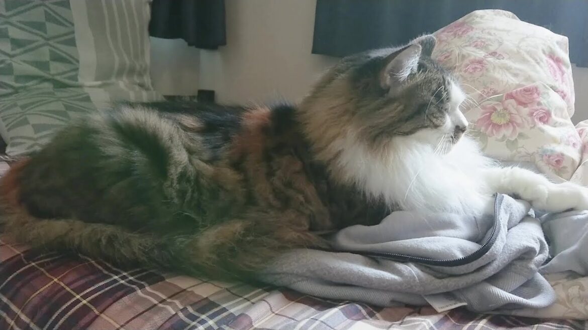 横から見るとスフィンクスのような姿で寝る三毛猫