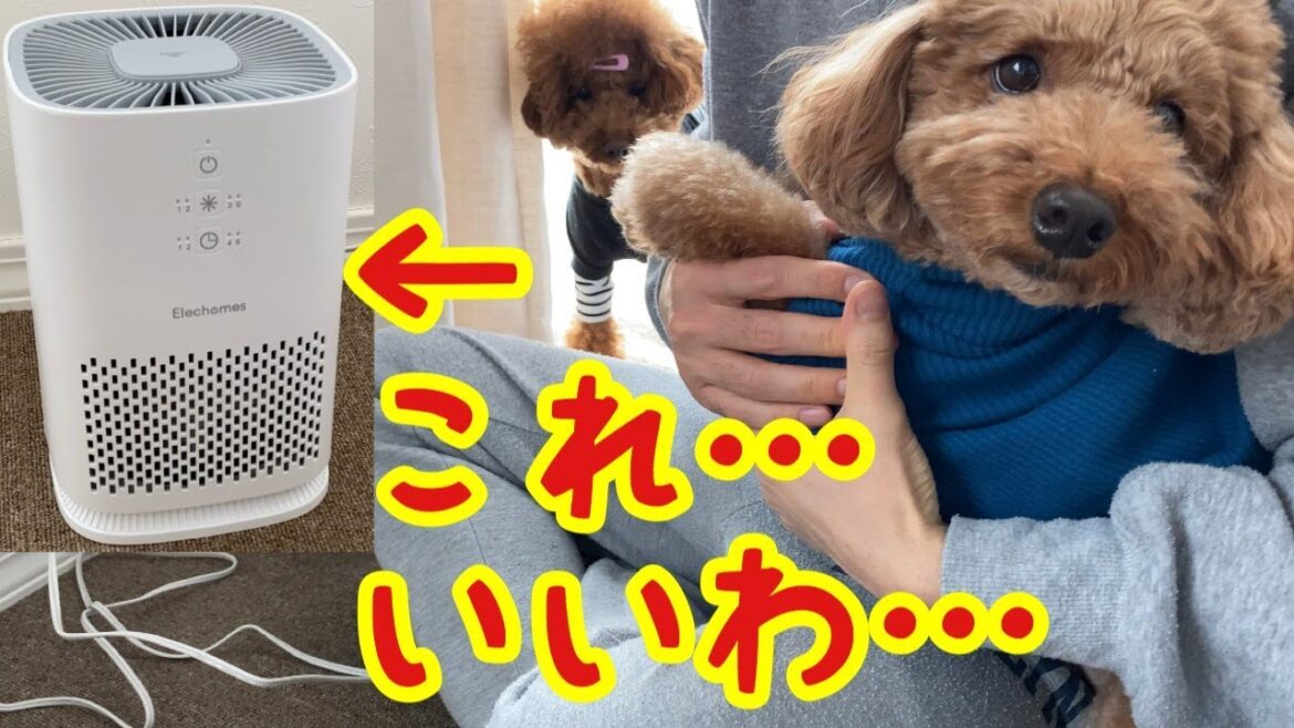 ペット臭対策してますか？我が家はElechomes！【トイプードル】
